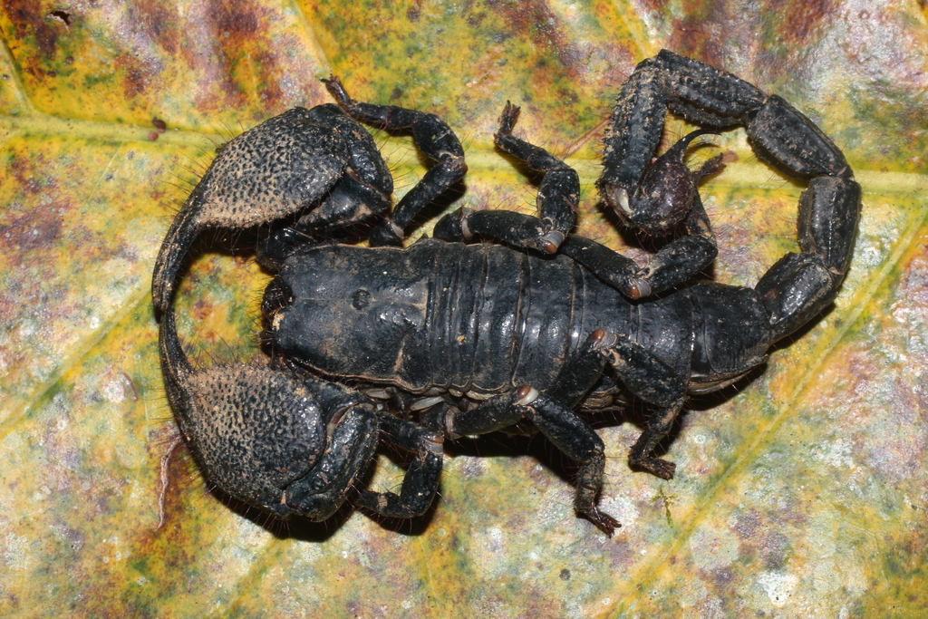 Emperor Scorpion