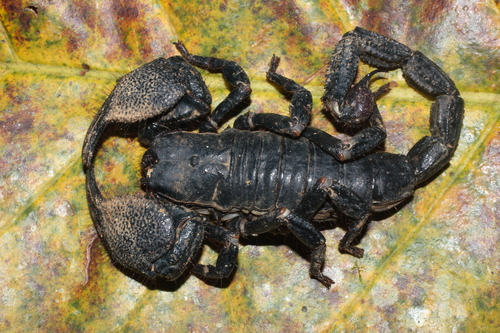 Emperor scorpion