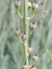 Lysimachia ephemerum, photograph (c) Ana Garcia, some rights reserved (CC BY)
