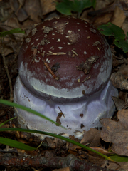Cortinarius praestans