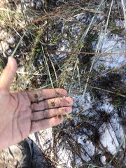 Cenchrus tribuloides