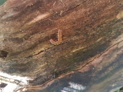 Polydesmus complanatus