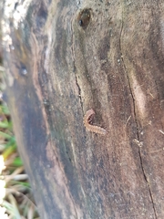 Polydesmus complanatus