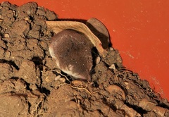 Crocidura leucodon