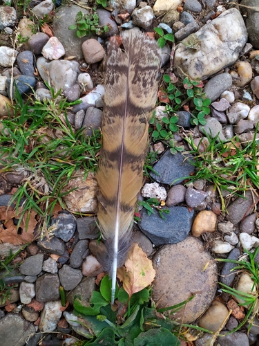 View observation of {o.common_name} on iNaturalist