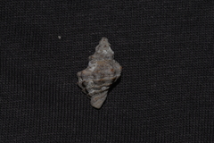 Phycothais reticulata