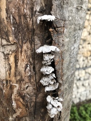 Schizophyllum commune