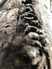 Schizophyllum commune