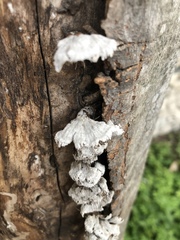 Schizophyllum commune