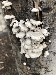 Schizophyllum commune