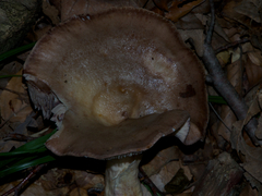 Lactarius violascens