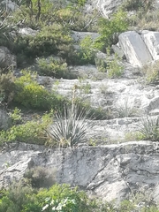 Dasylirion berlandieri