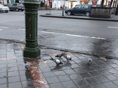 Columba livia domestica