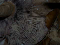 Lactarius violascens