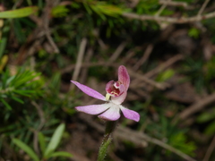 Caladenia bartlettii