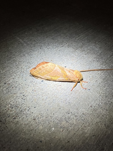 Four-spotted Ghost Moth photo 5