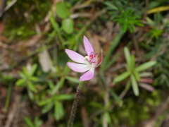 Caladenia bartlettii