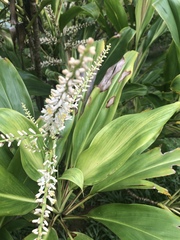 Alpinia zerumbet