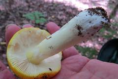 Russula xantho