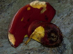 Rubroboletus rhodoxanthus