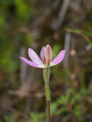 Caladenia bartlettii