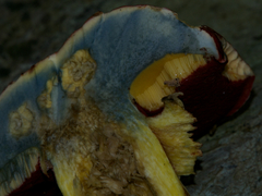 Rubroboletus rhodoxanthus