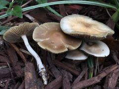 Psilocybe ovoideocystidiata