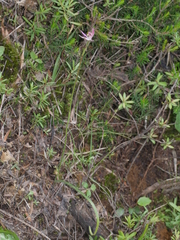Caladenia bartlettii