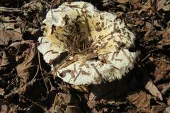 Russula brevipes brevipes