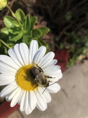 Bombus impatiens