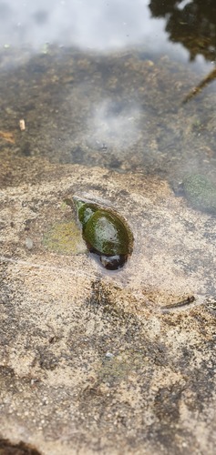 Lymnaea stagnalis