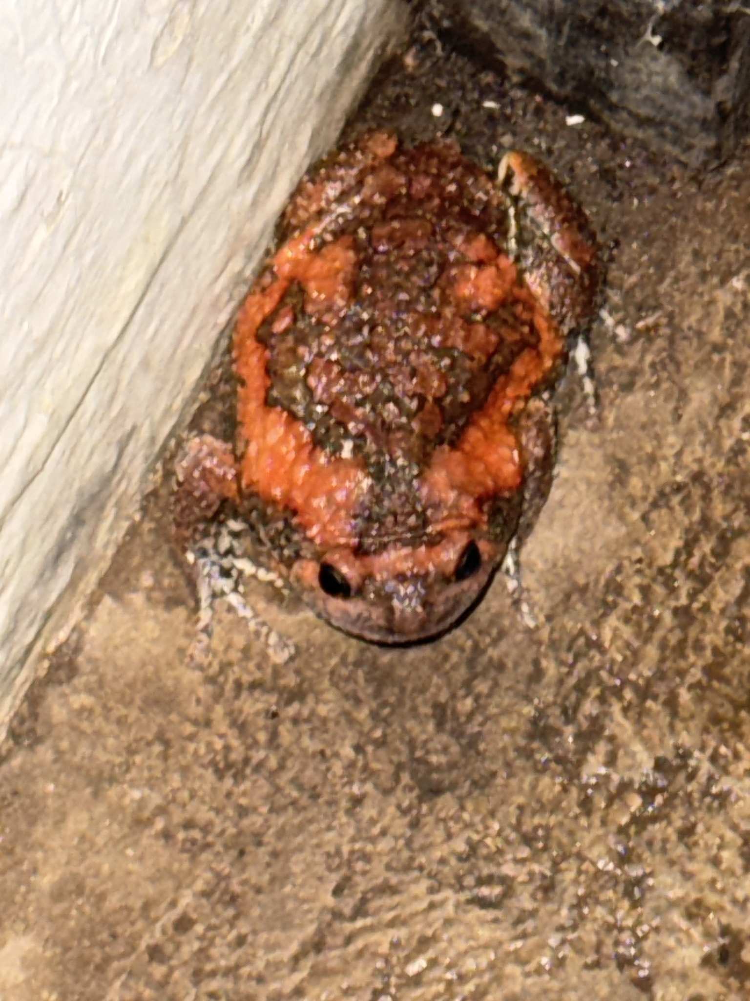 Painted Balloon Frog
