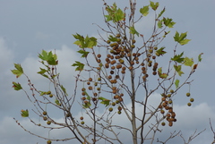 Platanus racemosa