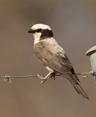 Eurocephalus anguitimens