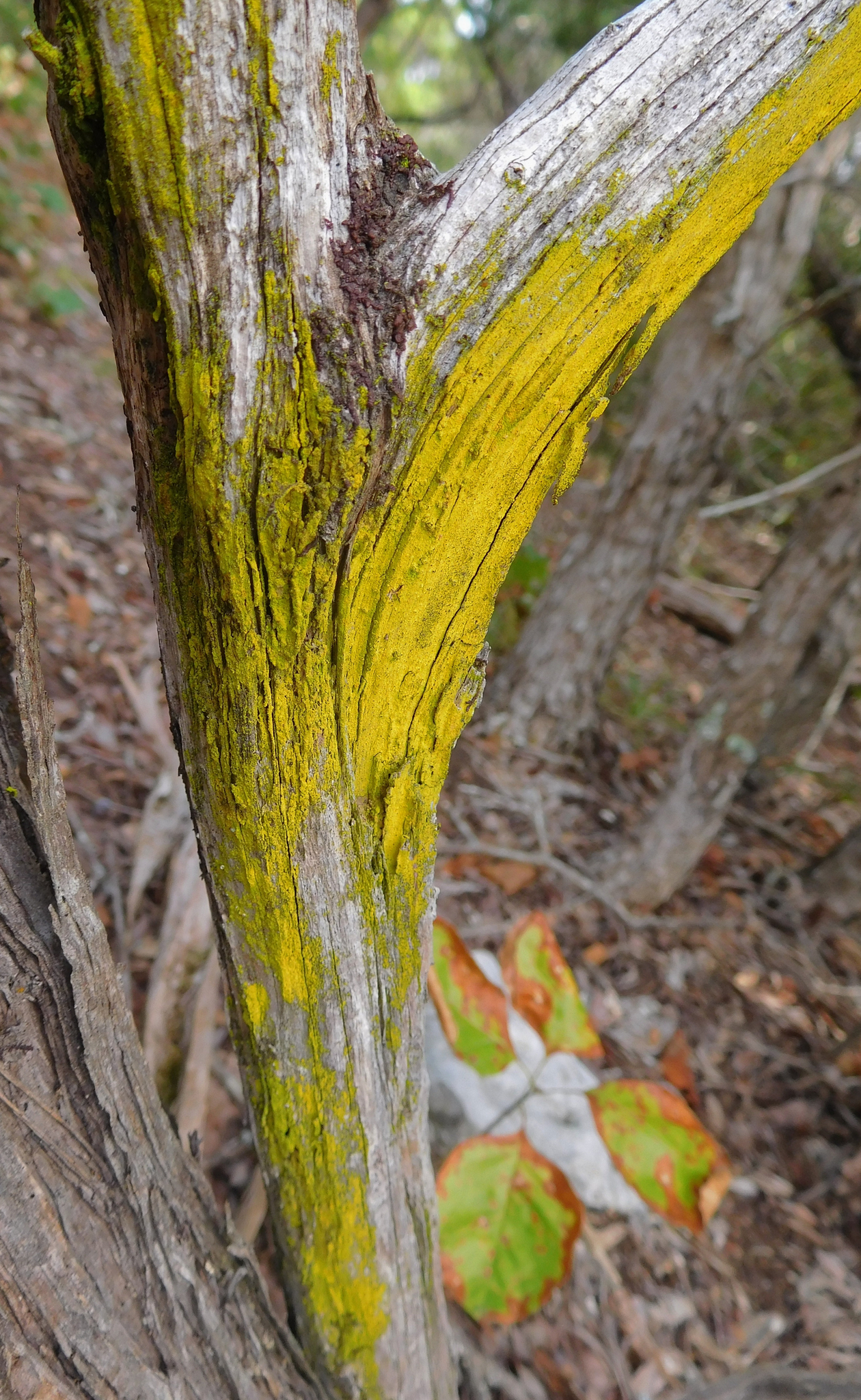 Chrysothrix candelaris image