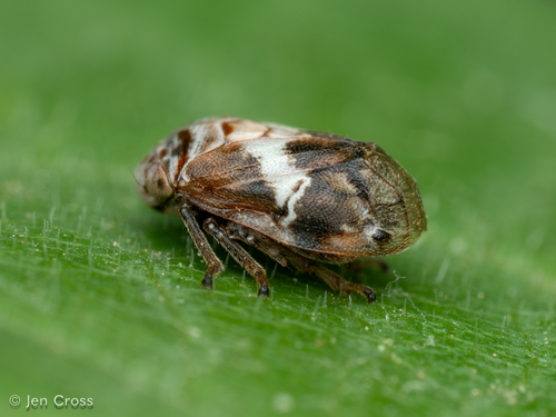 Clastoptera lawsoni