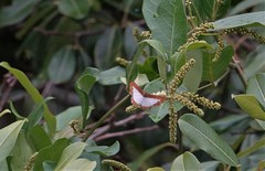 Nymphidium caricae