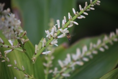 Amazilia tzacatl