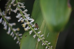 Amazilia tzacatl