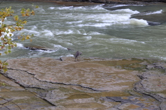 Ardea herodias herodias