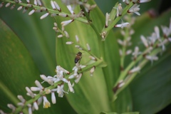 Amazilia tzacatl
