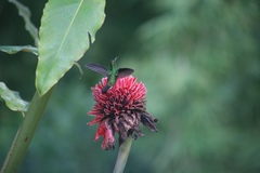 Amazilia tzacatl