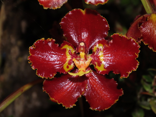 Otoglossum candelabrum