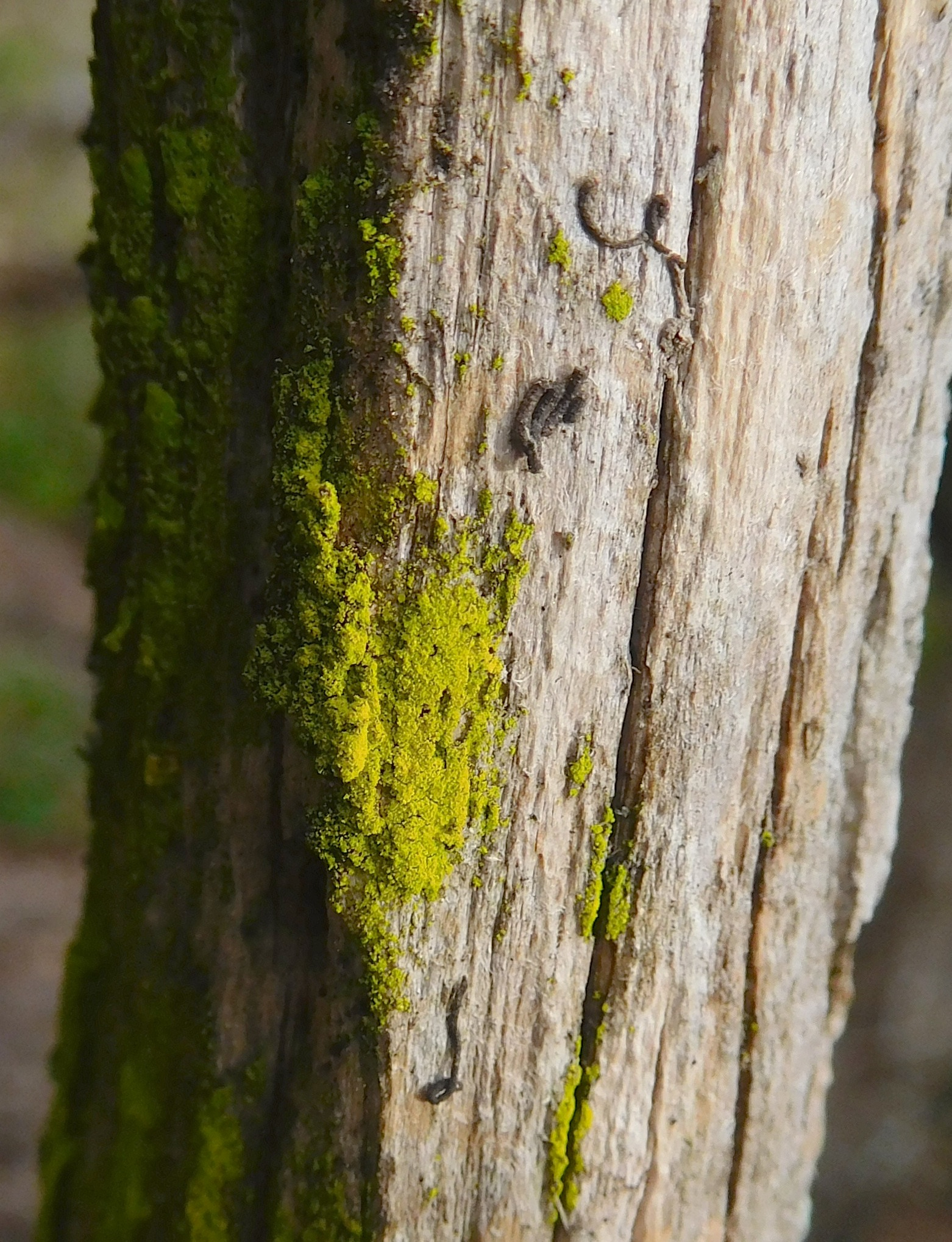 Chrysothrix candelaris image