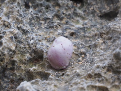 Coralliophila violacea