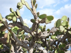 Opuntia