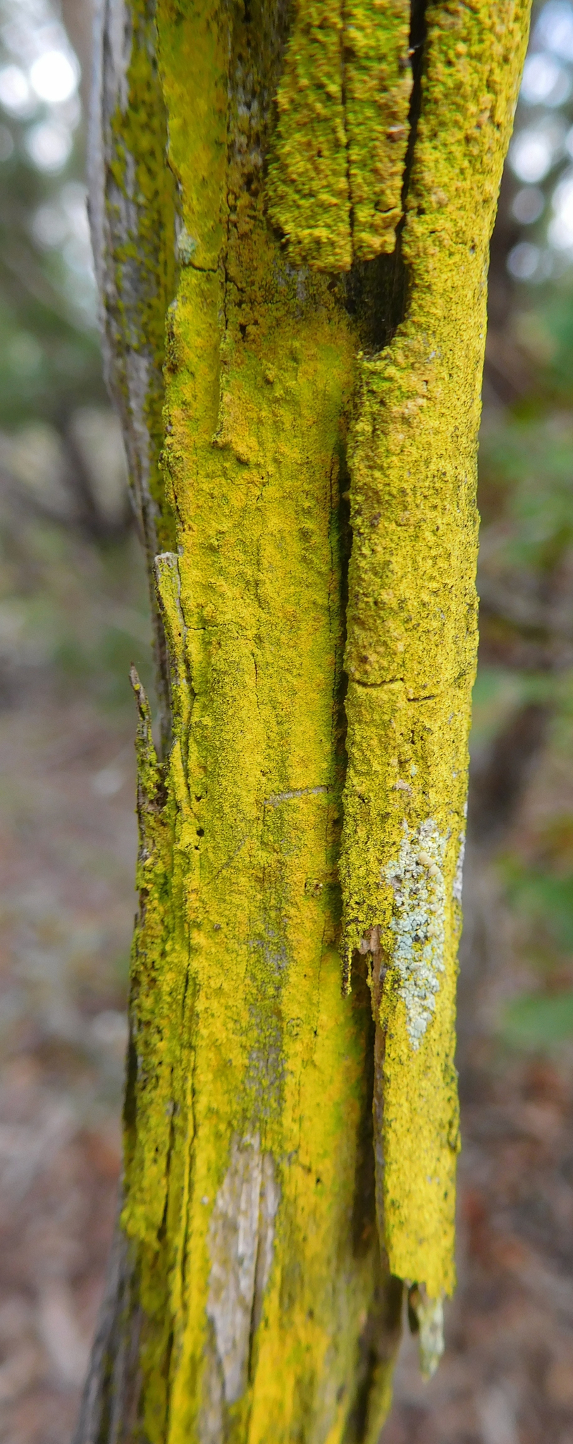 Chrysothrix image