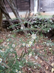 Symphyotrichum pilosum pilosum