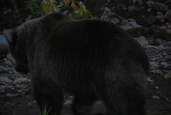 Ursus arctos beringianus