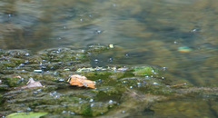 Trepobates subnitidus